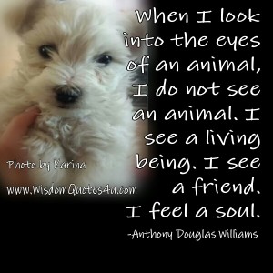 When I look into the eyes of an animal - Wisdom Quotes